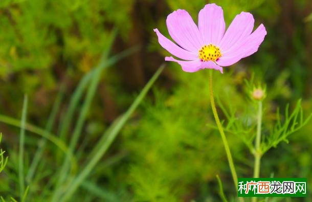 兰花怎么栽培