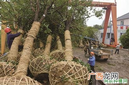 桑树褐斑病怎样治效果好？桑树褐斑病防治技巧