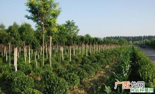 桑树怎么施肥才能长得好？桑树施肥的管理要点！