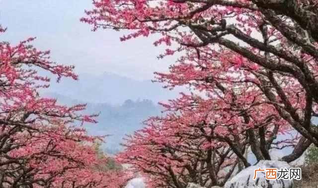 普宁南方梅园生态村门票多少钱，普宁南方梅园