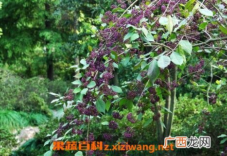 中药蟹目根的功效和药用价值