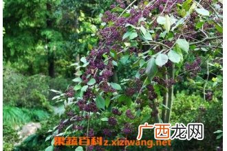 中药蟹目根的功效和药用价值