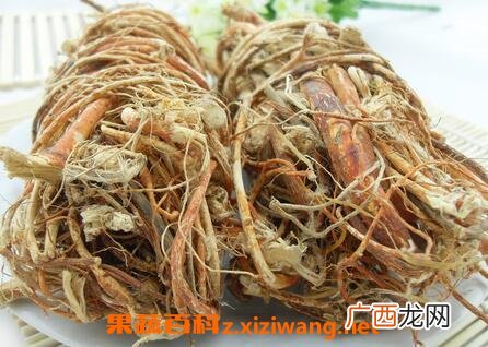 中药五指牛奶根的功效