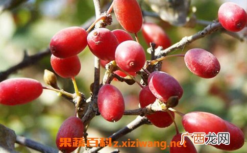 中药山芋肉的作用及禁忌