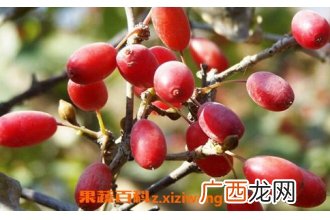 中药山芋肉的作用及禁忌
