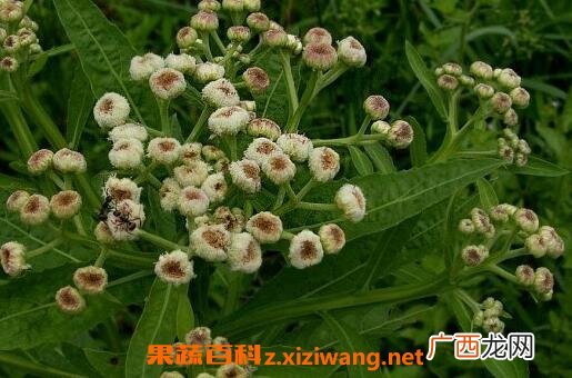 中药四方根的作用和药用价值