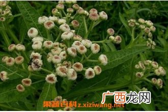 中药四方根的作用和药用价值