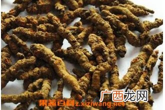 中药酥子根的功效和药用价值