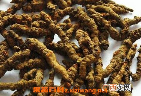 中药酥子根的功效和药用价值