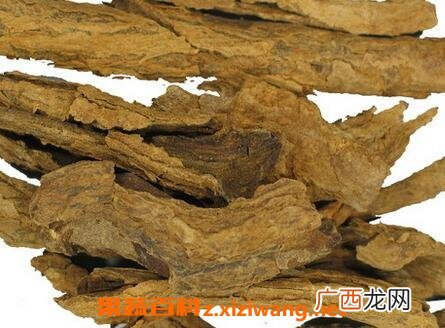 地骨皮的功效与作用及禁忌
