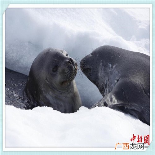 EXO成员谁结婚了 exochen