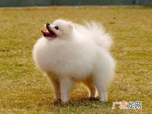 一文解读狐狸狗品种及辨别方法 狐狸狗是什么品种