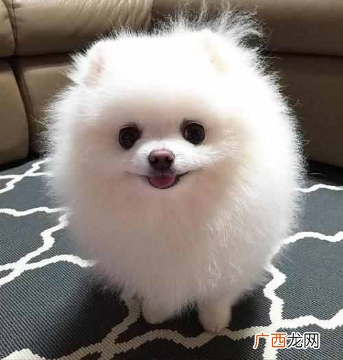 一文解读狐狸狗品种及辨别方法 狐狸狗是什么品种