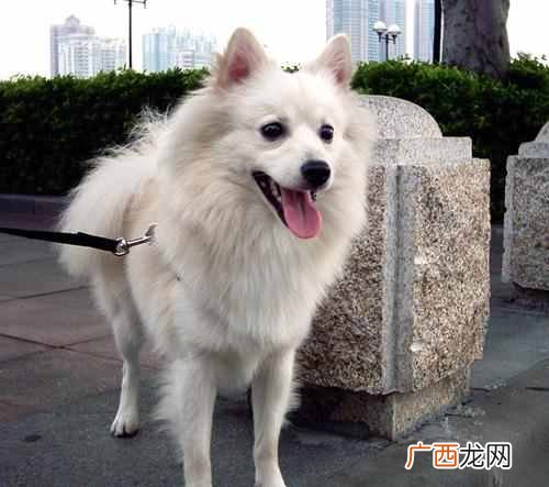 一文解读狐狸狗品种及辨别方法 狐狸狗是什么品种