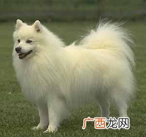 一文解读狐狸狗品种及辨别方法 狐狸狗是什么品种