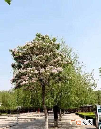 速生楸树多少年后才材，速生楸树哪里有卖！