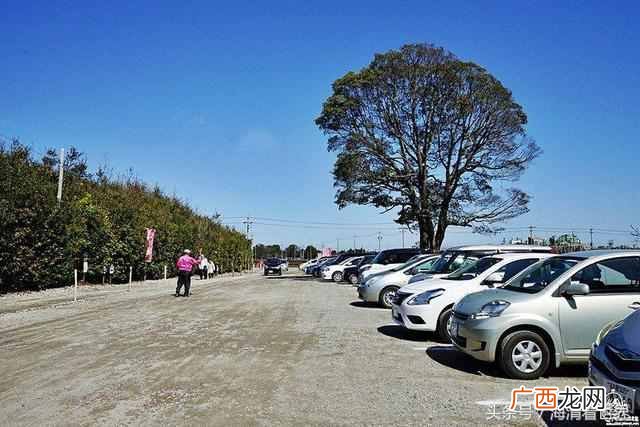 新品种垂梅嫁接方法！