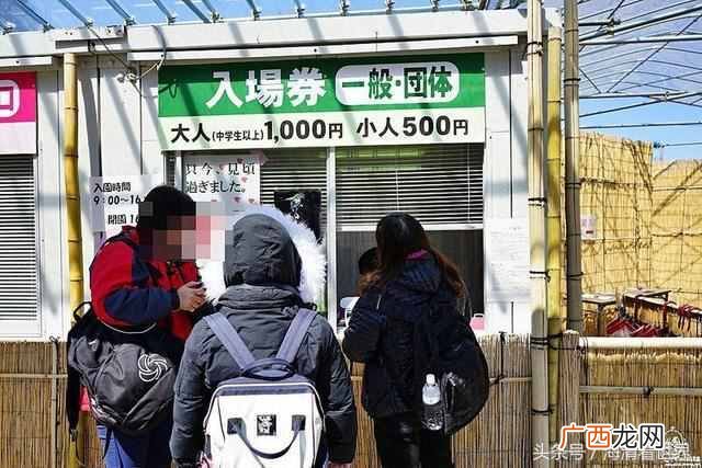 新品种垂梅嫁接方法！