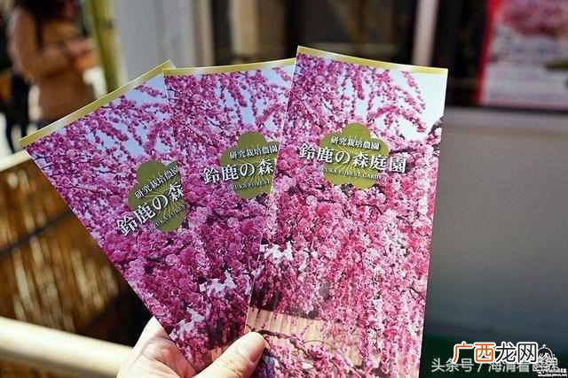 新品种垂梅嫁接方法！