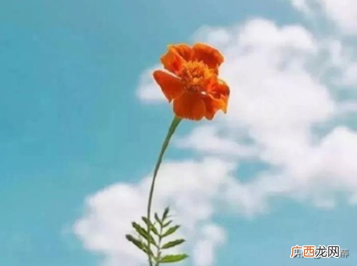 心里乱糟糟的心情短语 心情凌乱的句子