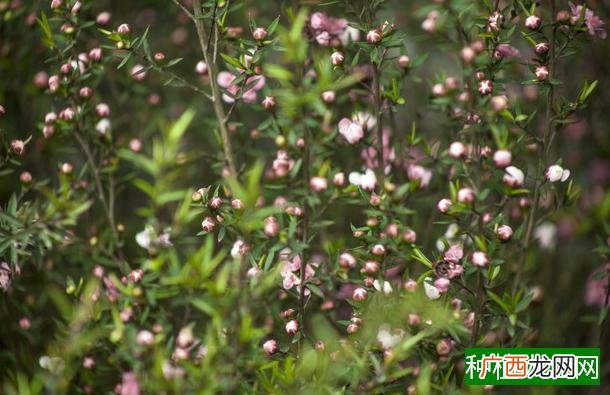 防治月季黑斑病有什么方法?原来如此