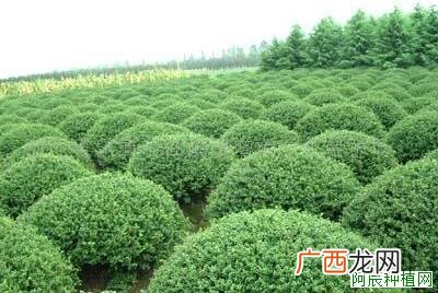 红豆杉盆栽的养护方法