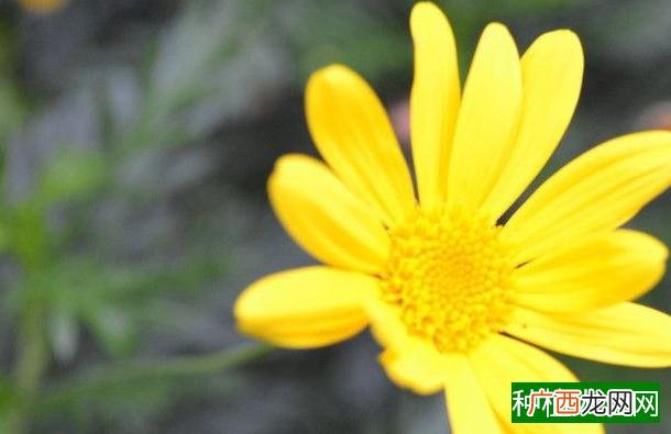 六月雪怎么施肥？一起来看看吧