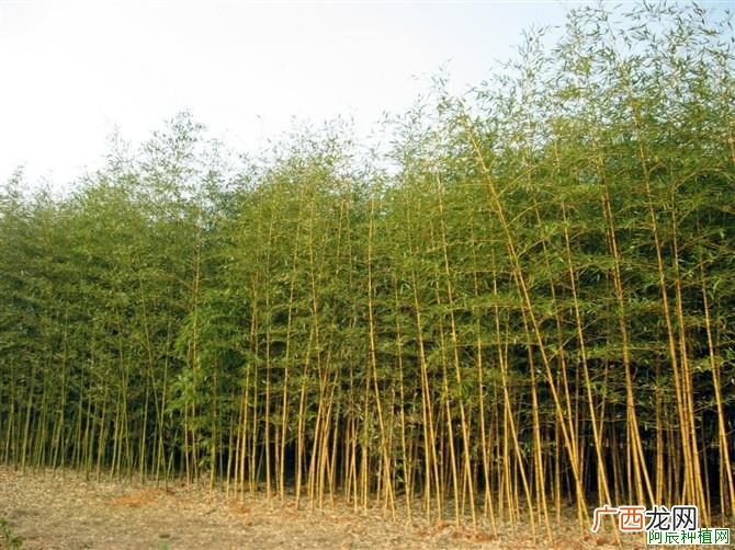 玉树花病虫害的防治方法