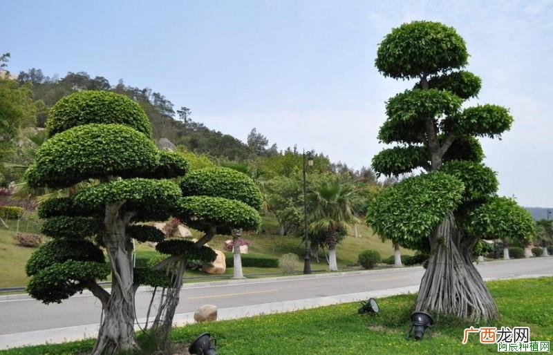 玉树花病虫害的防治方法