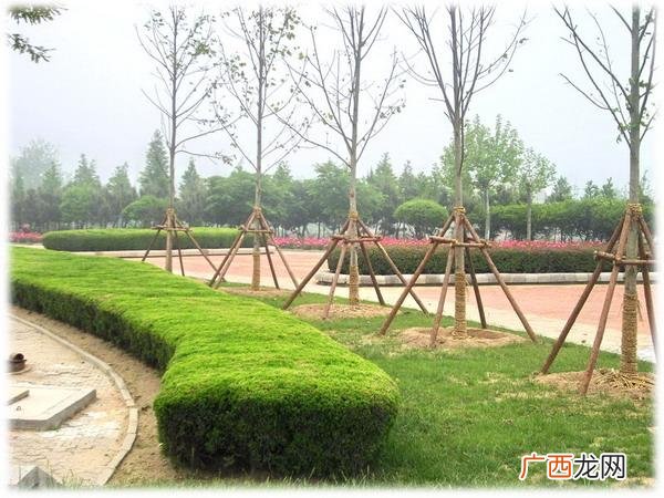 河南园林绿化公司排名 河南绿景园林绿化工程有限公司