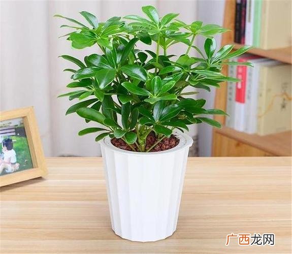 室内种什么植物最好 家庭园林种什么植物好