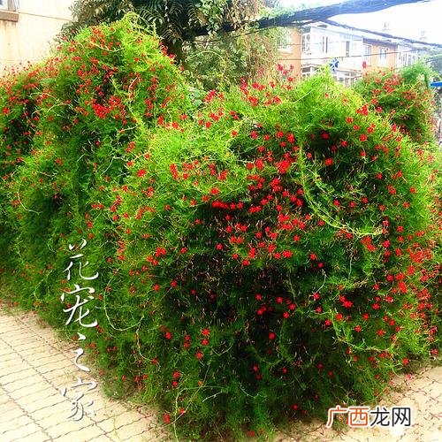 室内种什么植物最好 家庭园林种什么植物好