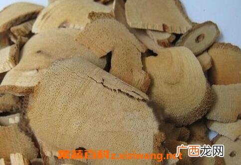 中药藤梨根的功效与作用及禁忌