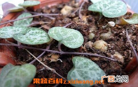 中药土豆根的功效与作用及禁忌