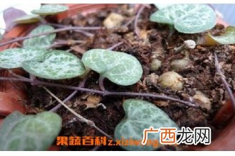 中药土豆根的功效与作用及禁忌