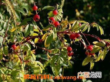 中药托盘根的功效与作用