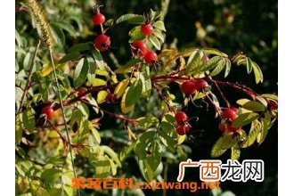 中药托盘根的功效与作用