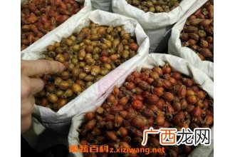 中药栀子泡水喝的功效与作用