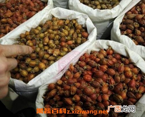 中药栀子泡水喝的功效与作用