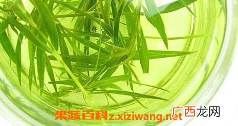 竹子叶泡水喝的功效与作用