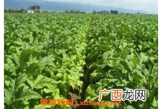 烟草籽的药用价值和功效作用