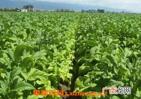 烟草籽的药用价值和功效作用