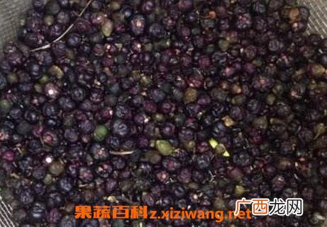野菜籽的功效与作用及禁忌