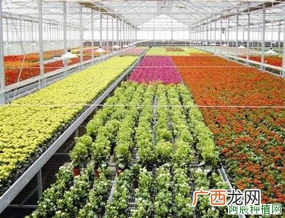 白桦怎么养，白桦的养殖方法和注意事项
