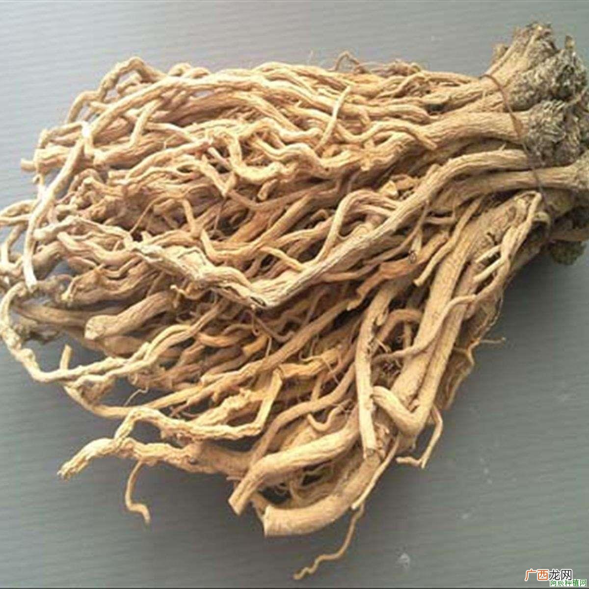 金银花价格及种植种苗技术介绍