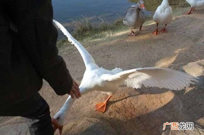 典故详解亦步亦趋的深意 亦步亦趋的意思是什么解释一下