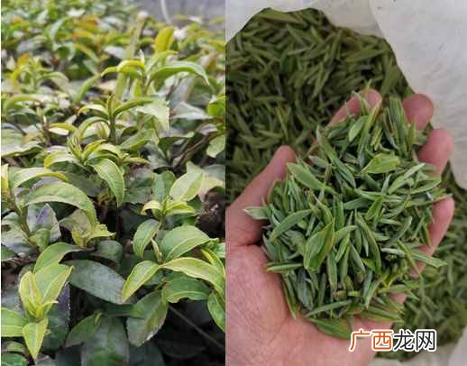 最受欢迎的郑州茶城 郑州茶城有哪些