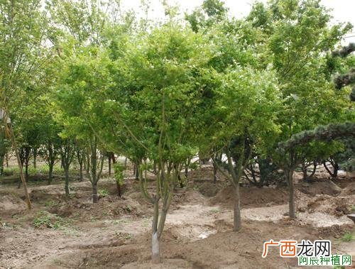 香椿怎么选种?香椿选种的方法要点