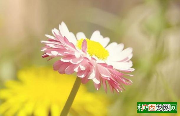 桔梗种子怎么繁殖