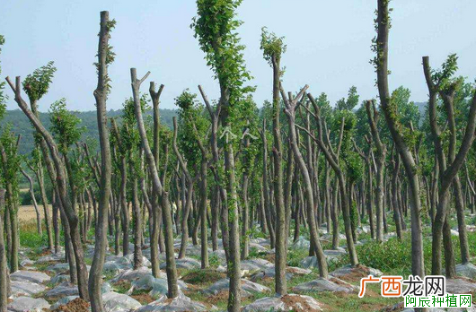 盆栽石榴什么品种好，盆栽石榴的养殖方法